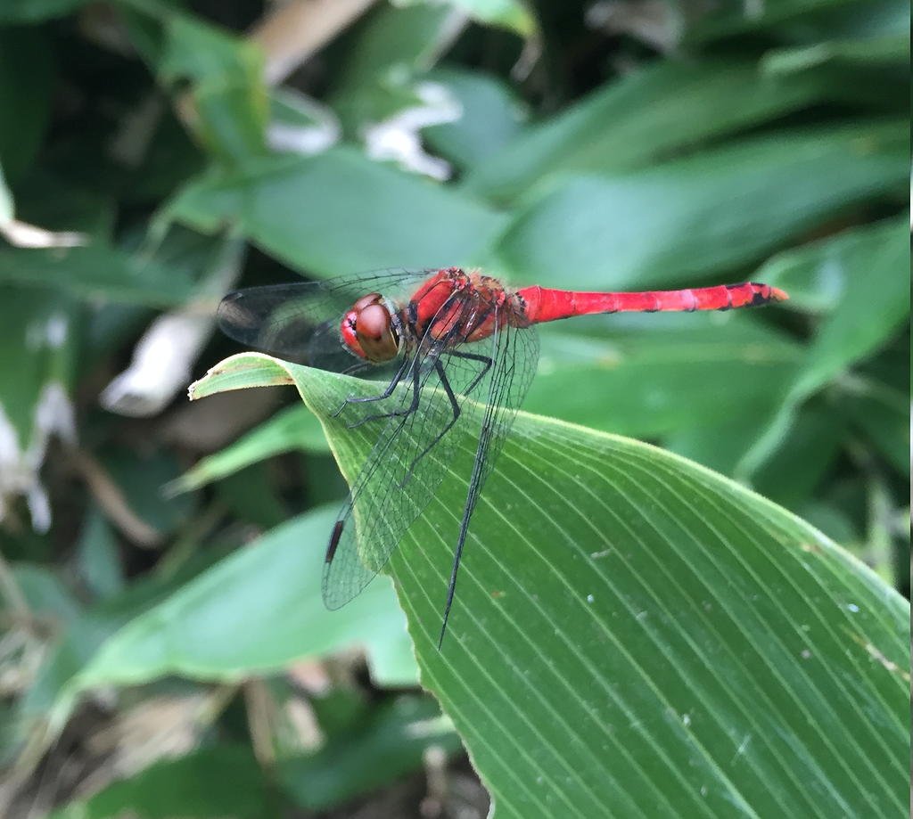 🏞️ 시만토시 잠자리 자연공원 (시만토시 톤보 시젠코엔) 이미지 7